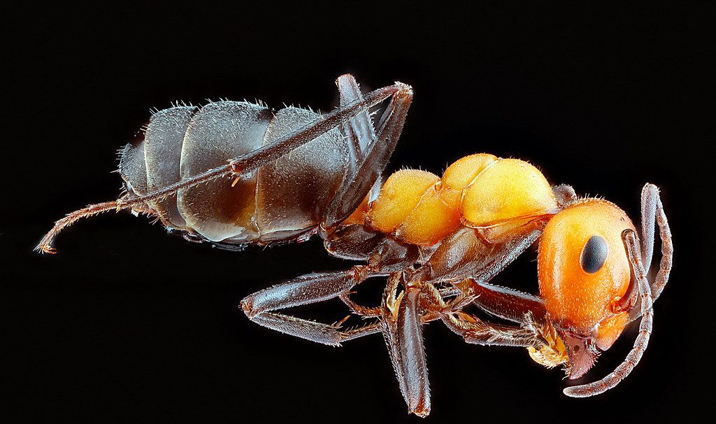 Ant Control service in Medford, MA