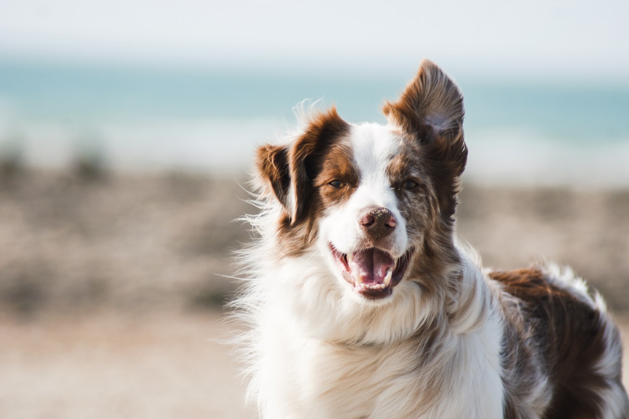 Flea & Tick Control service in Medford, MA