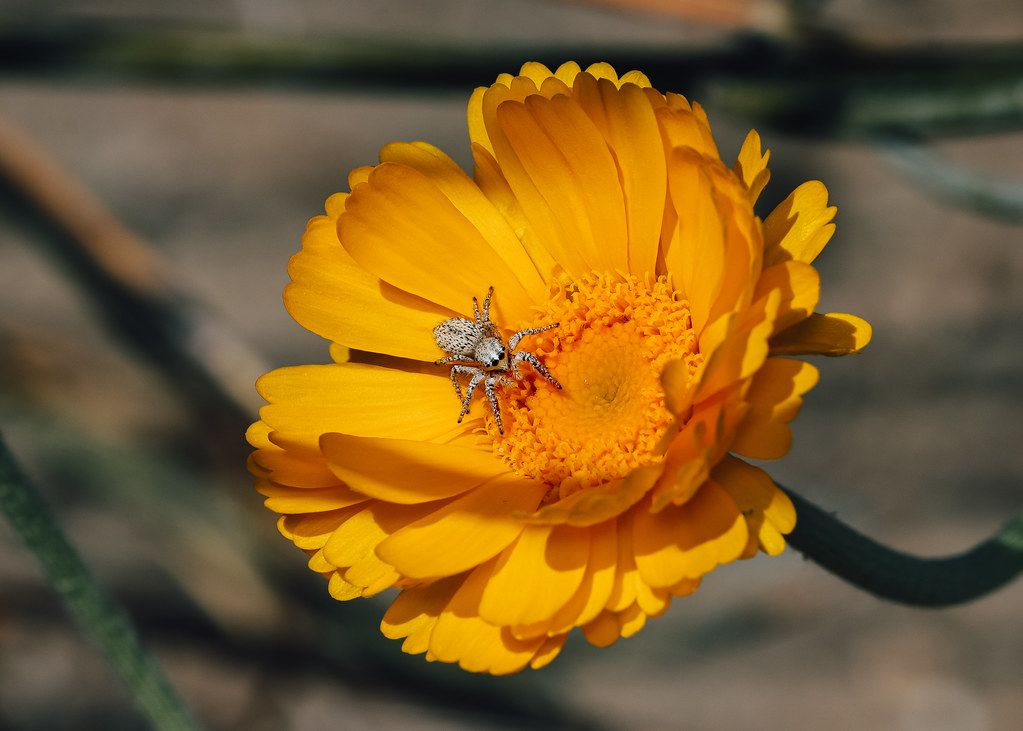 Spider Control service in Medford, MA